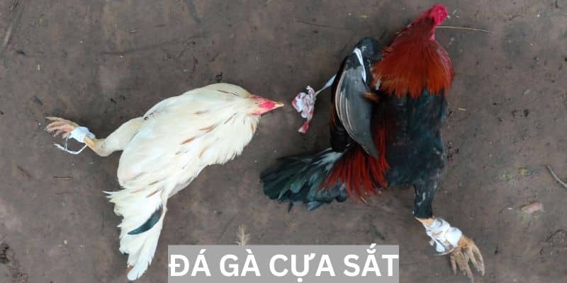 Đá gà cựa sắt - nơi những chiến kê đại chiến giành vinh quang