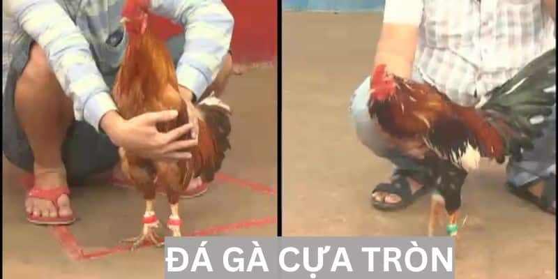 Đá gà cựa tròn - kịch tính và hấp dẫn không thể bỏ lỡ