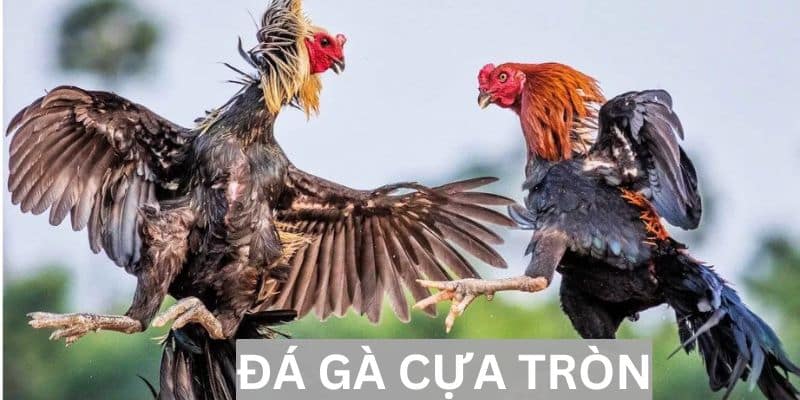 Đá gà cựa tròn - Nơi hội tụ những trận đấu gay cấn nhất