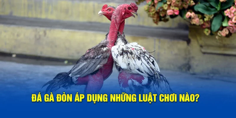 Đá gà đòn áp dụng những luật chơi nào?