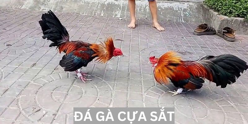 Khám phá thế giới đá gà cựa sắt với những trận đấu đỉnh cao