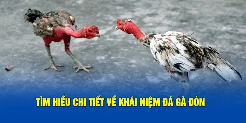 Tìm hiểu chi tiết về khái niệm đá gà đòn