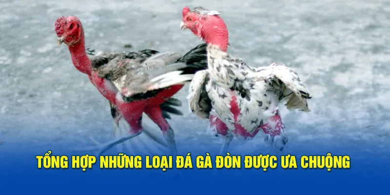 Tổng hợp những loại đá gà đòn được ưa chuộng